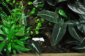 Syngonium Rayii Rainforest Plants Plants Plant Leaves
