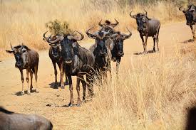 Guney Afrika Safari Notlari Minik Bavul Gezi Rehberi