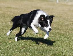 She is a large dog often used as a working dog with a life span of 13 to 15 years. 23 Border Collie German Shepherd Lab Mix Puppy L2sanpiero