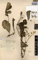Image result for Talinum portulacifolium