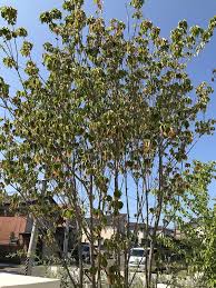 みずやり 名古屋40 で暑過ぎ ヤマボウシの葉の先が枯れてきた 水遣り多目でお願いします 2018 8 12 洋風イングリッシュガーデン お庭リフォームは柴垣グリーンテック