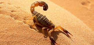 Significado De Sonar Con Alacranes