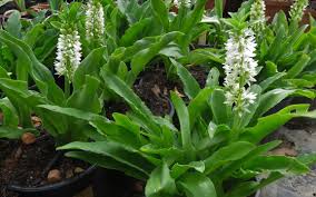 Image result for Eucomis zambesiaca