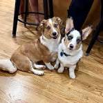 Blue Merle corgi? : r/corgi