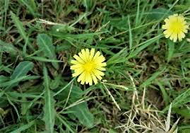 Image result for Launaea cornuta