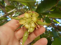 Image result for Brexia madagascariensis