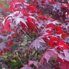 Japanese maples come in a wide variety of colors, leaf shapes, and sizes. Japanese Maple Grass Seed Wildflower Seed