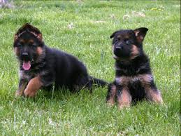 German shepherds are very protective, but not hostile; German Shepherd Puppies For Sale In Va Petswall