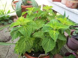 Image result for Coleus sylvestris