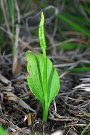 Image result for Ophioglossum vulgatum