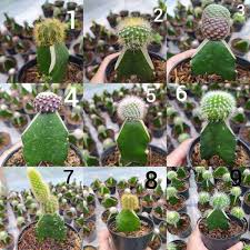 Daftar harga kaktus mini terbaru juni 2021. Kaktus Hias Mini