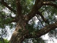 QUERCUS suber Chêne liège - Arbre