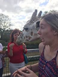 Busch Gardens Tampa Bay