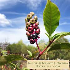 Image result for Phytolacca