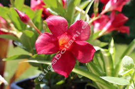 Image result for dipladenie sanderi obrázek