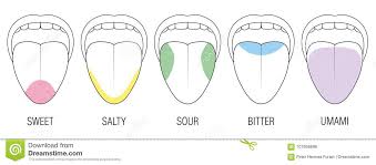 Taste Areas Human Tongue Colors Illustration Stock Vector