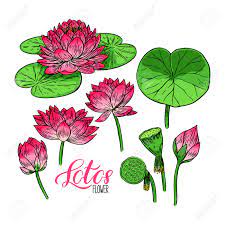 I decided to put one partially covering the pistil. Beautiful Set Of Lotus Flower And Leaves Hand Drawn Illustration Royalty Free Cliparts Vectors And Stock Illustration Image 111537530