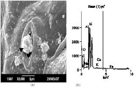 Image result for Felicia muricata