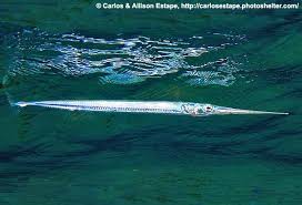 Image result for Platycaulos mahonii