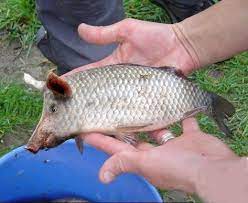 Peixe Com Focinho De Porco Capturado No Rio Grande Do Norte Farsa