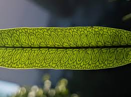 Image result for Microgramma