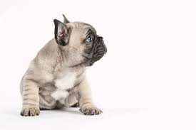 Több száz friss, ellenőrzött eladó francia bulldog hirdetés: French Bulldog Puppys Contact Bosphorus Bulls Kennel Facebook