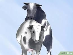We pull around a 'mobile tree' in the pasture to give them shade, hold the salt licks and give us somewhere to tie the cows when we milk. How To Keep A Milking Cow 8 Steps With Pictures Wikihow