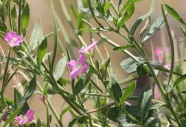 Image result for Epilobium hirsutum