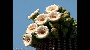Play jigsaw puzzles for free! The Cactus Blossoms Change Your Ways Or Die Youtube