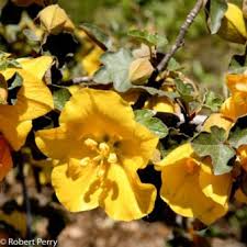 Maybe you would like to learn more about one of these? California Native Plants Inland Valley Garden Planner