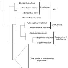 Image result for Criscianthus