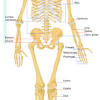 There are around 650 skeletal muscles within the typical human body. 1