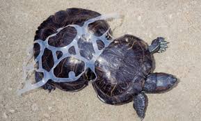 Poor Turtle Permanently Injured By Plastic 6 Pack Ring Is Now An Ambassador To Help Others Save The Sea Turtles Turtle Marine Life