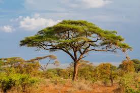 Image result for Acacia borleae