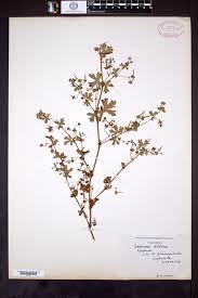 Image result for Geranium mlanjense