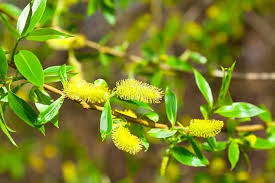 Come and visit us tuesday to sunday from 10am to 6pm (closed monday). Willow Trees Buying Growing Guide Trees Com