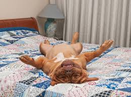 Ein hund im bett hält gesund. 4 Schlafgewohnheiten Von Hunden Und Ihre Bedeutung