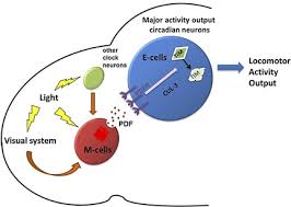 In plant cell, nucleus is generally placed. Circadian Rhythms And The Transcriptional Feedback Loop Nobel Lecture Rosbash 2021 Angewandte Chemie Wiley Online Library