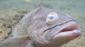 Maybe you would like to learn more about one of these? Mancing Ikan Kerapu Gampang Banget Pakai Cara Ini Nih Deny Manusia Ikan Eps 44 2 3 Gtv Youtube