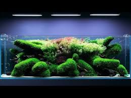 Epic Aquascape In 650 Liters 8 Months Update 4k Cinematic By Green Aqua Youtube Aquascape Big Aquarium Nature Aquarium
