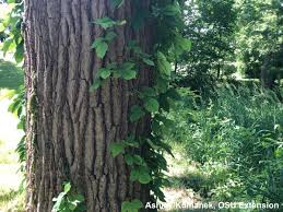 Drillar woody, dioecious liana, indigenous to a wide portion. Entwined By Vines Bygl