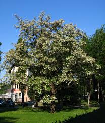 Image result for Robinia