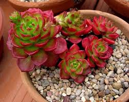 Moss rose and royal dewflower bloom in a variety of pastel shades. Red Tipped Bright Lime Green Succulent Hoa