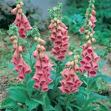 Check spelling or type a new query. Foxglove X Mertonensis Plug Plants Thompson Morgan Flower Seeds Flowers Perennials Digitalis Plant