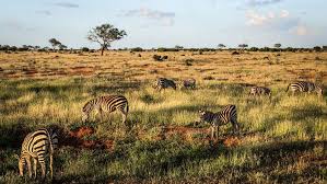 The holiday included a trip to lake naivasha, lake nakuru, thomson falls in nyahururu, meru and masai mara. Safari In Kenia Planen Buchen Lustloszugehen De