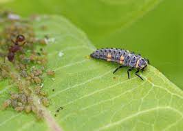 Would you like to write a review? Seven Spotted Ladybug Field Station