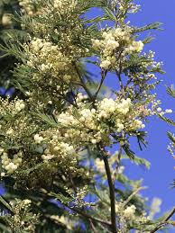 Image result for Acacia abyssinica