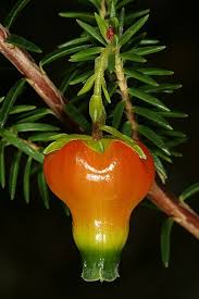 Image result for Erica lanceolifera