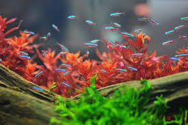 Aquarium Plant Health Guide