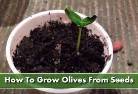 How To Grow Olive Trees From Seed Grow Your Own Tree In Your Garden In A Few Weeks Gardening Homestea How To Grow Olives Growing Olive Trees Olive Plant